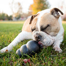 A dog enjoying treat time with its KONG Extreme Black Rubber treat-dispensing toy.