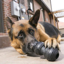 Large dog chewing on a KONG Extreme Dental Rubber Dog Toy.