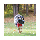 Dog running across grass carrying a KONG Extreme Flyer rubber fetch disc during an outdoor game of fetch