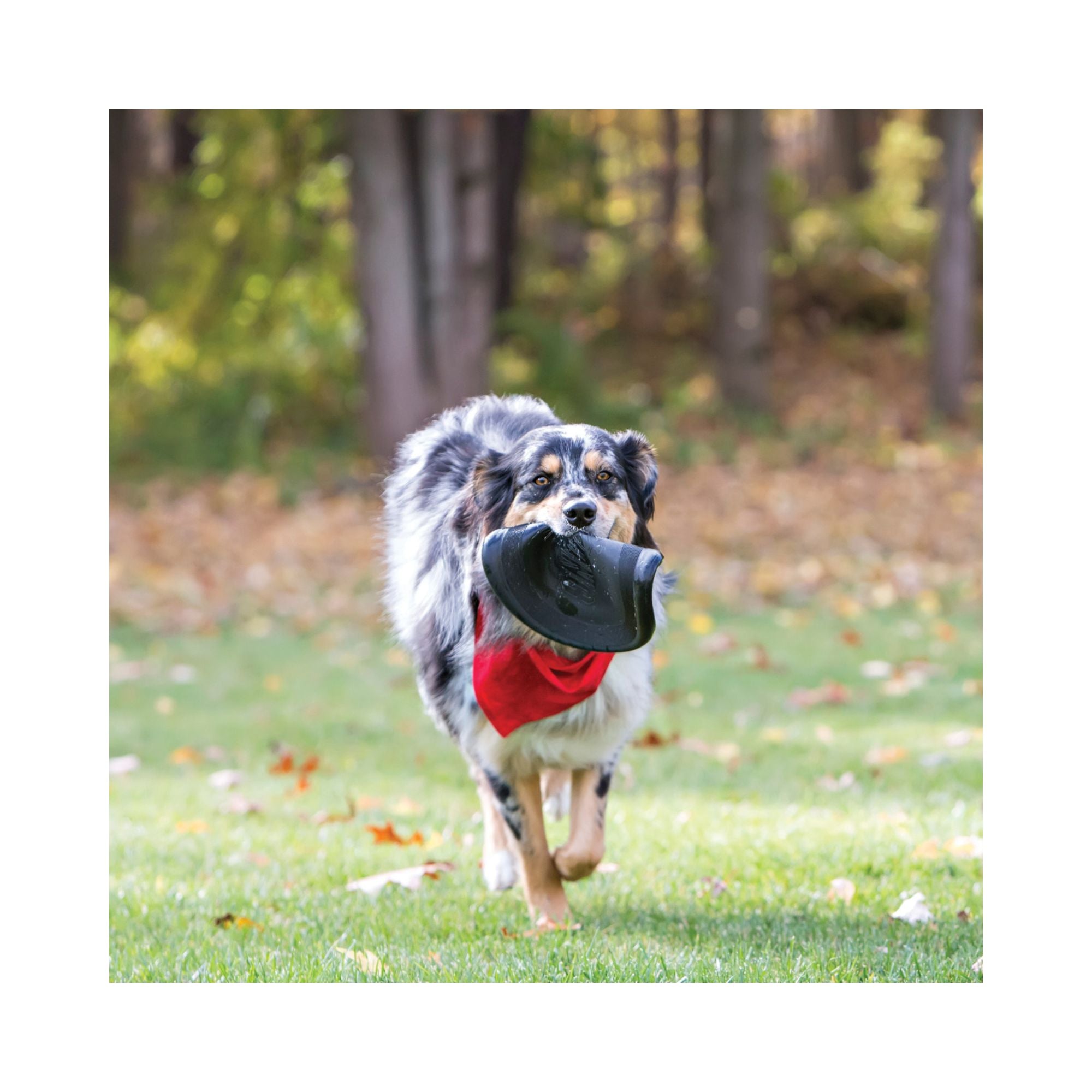 Dog running across grass carrying a KONG Extreme Flyer rubber fetch disc during an outdoor game of fetch