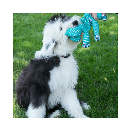 Canine playing with a KONG Floppy Knots Hippo interactive dog toy on grass.