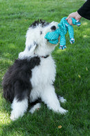 Playful Old English Sheepdog puppy on a green lawn, tugging on a KONG striped floppy toy with its owner.