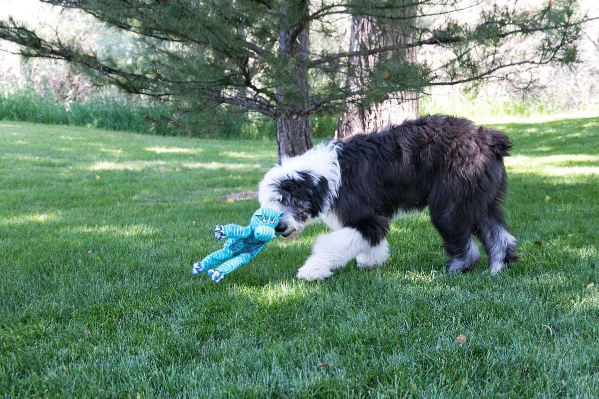 Black and white dog with shaggy fur joyfully playing with a floppy knots toy on a green lawn.