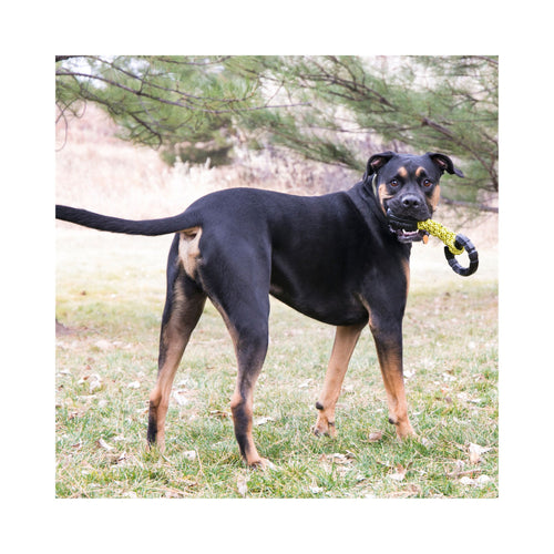Dog standing outdoors with a braided KONG Jaxx interactive tug toy in its mouth, surrounded by greenery