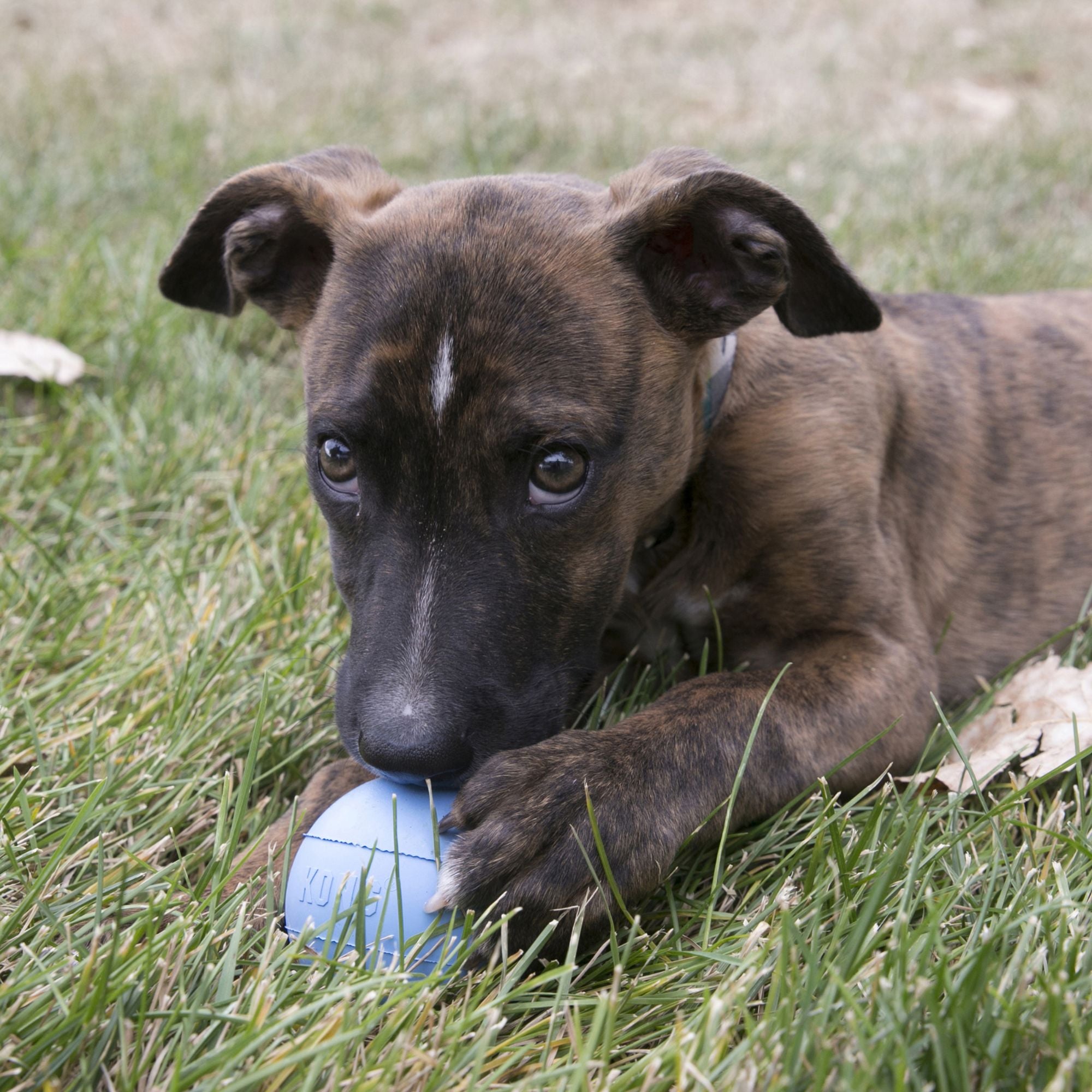 Brown puppy chewing a Blue KONG Puppy Ball with Hole outdoors