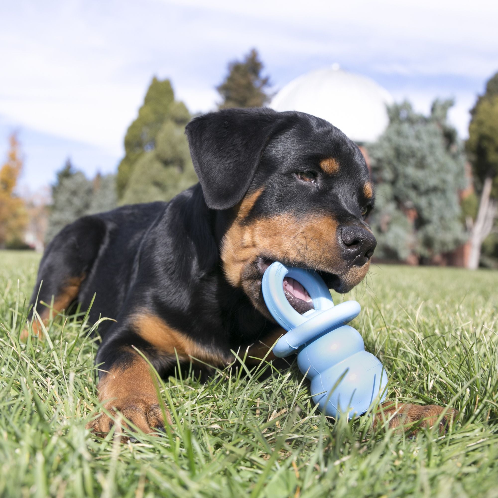 Dog lying on grass chewing a blue KONG Puppy Binkie during outdoor play.