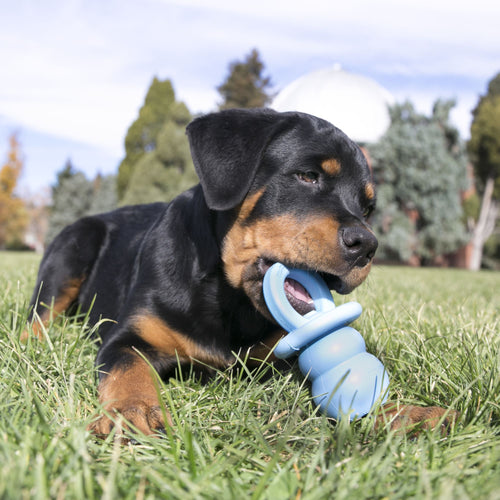 Dog lying on grass chewing a blue KONG Puppy Binkie during outdoor play.
