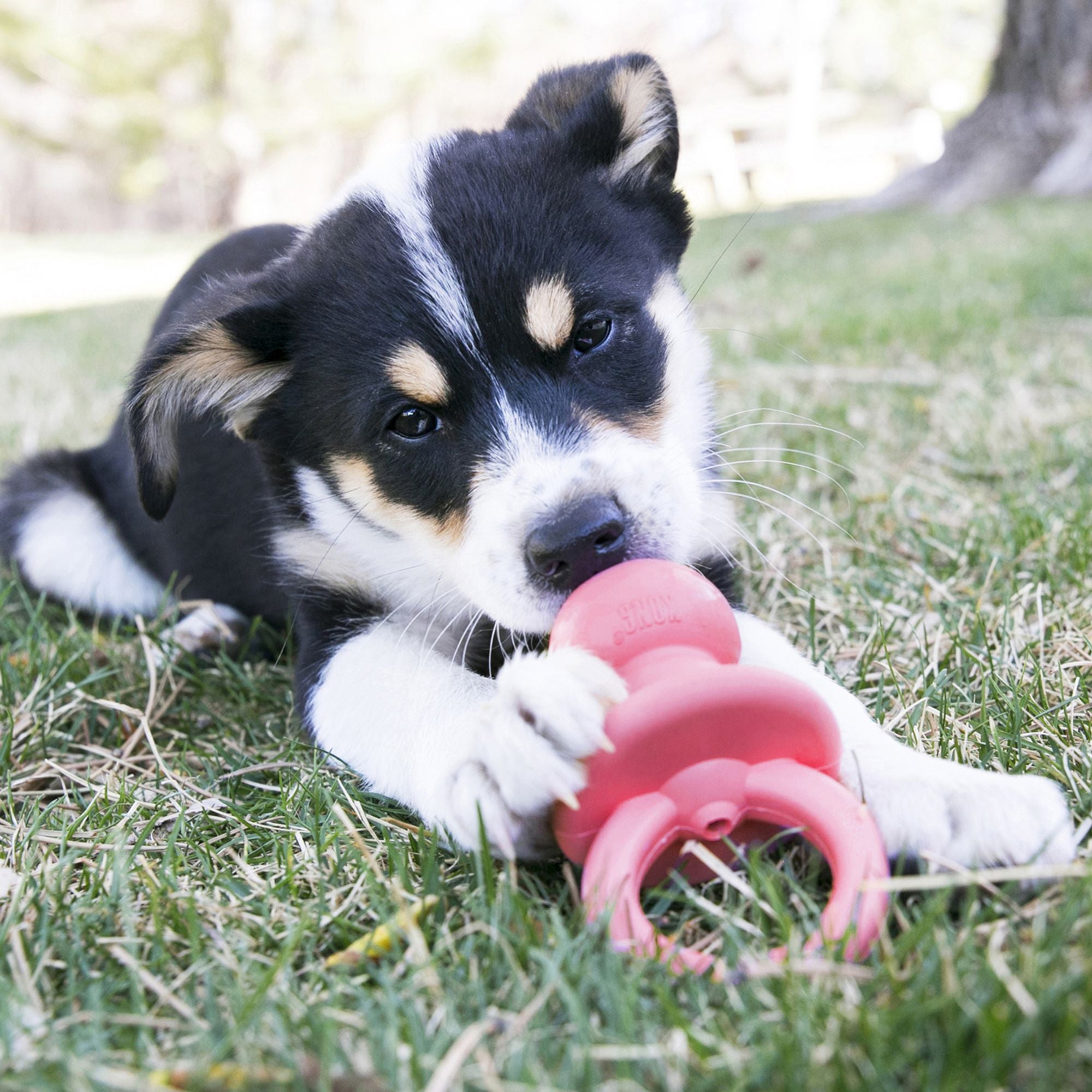 Dog playing on grass with a pink KONG Puppy Binkie during outdoor play.