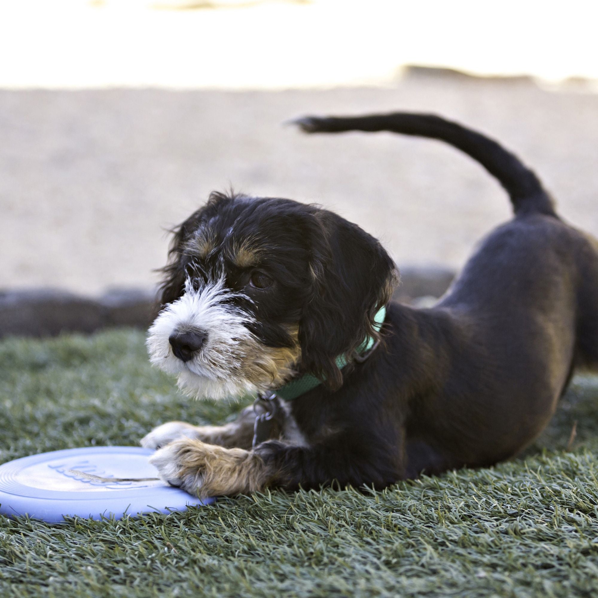 Puppy lying on grass with a blue KONG Puppy Flyer during outdoor play.