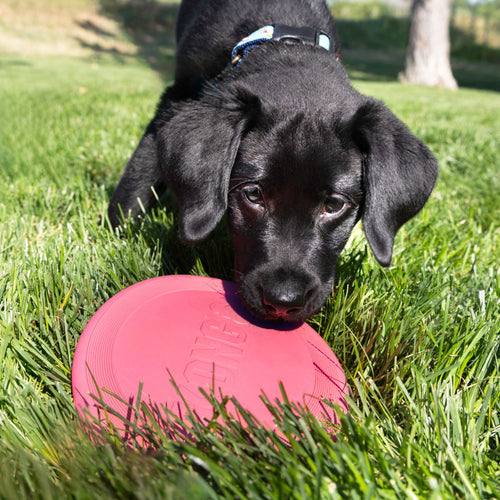 Puppy retrieving a pink KONG Puppy Flyer from lush green grass during an outdoor game of fetch.