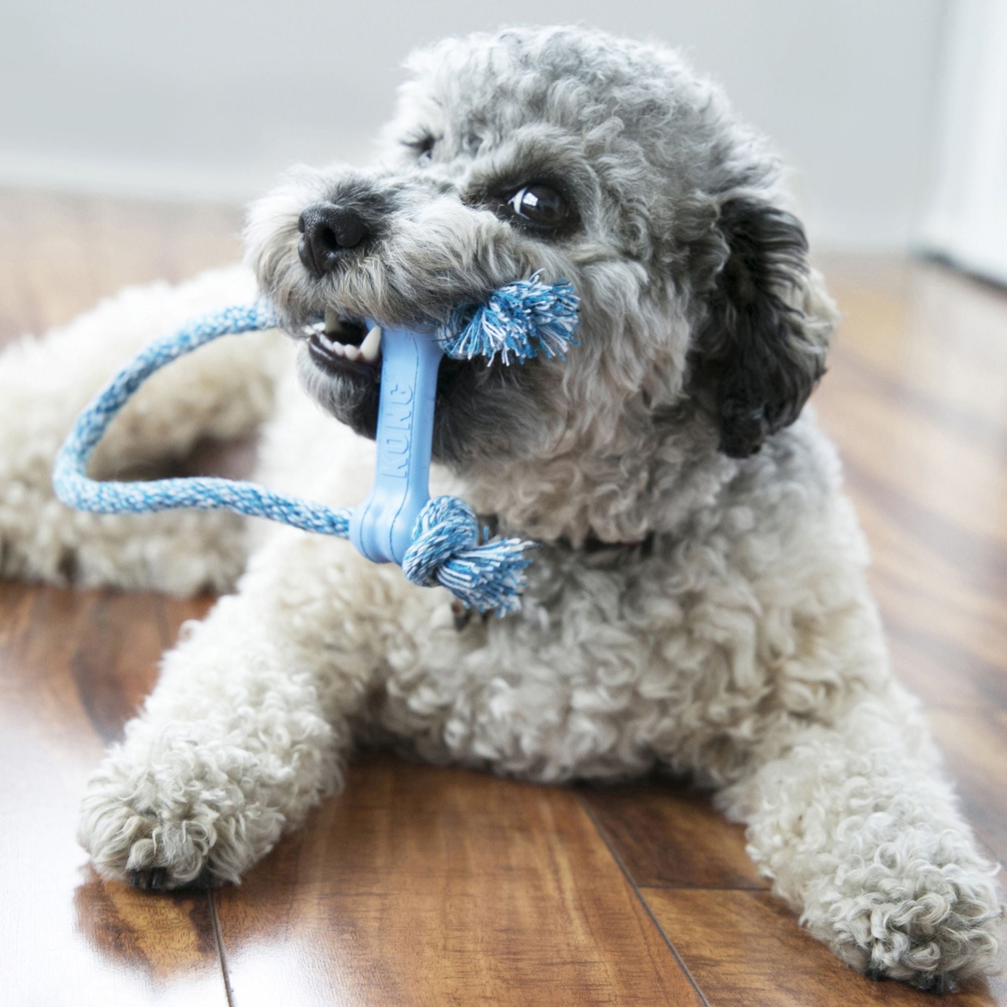 Grey puppy chewing on a blue KONG Puppy Goodie Bone with Rope indoors on a wooden floor