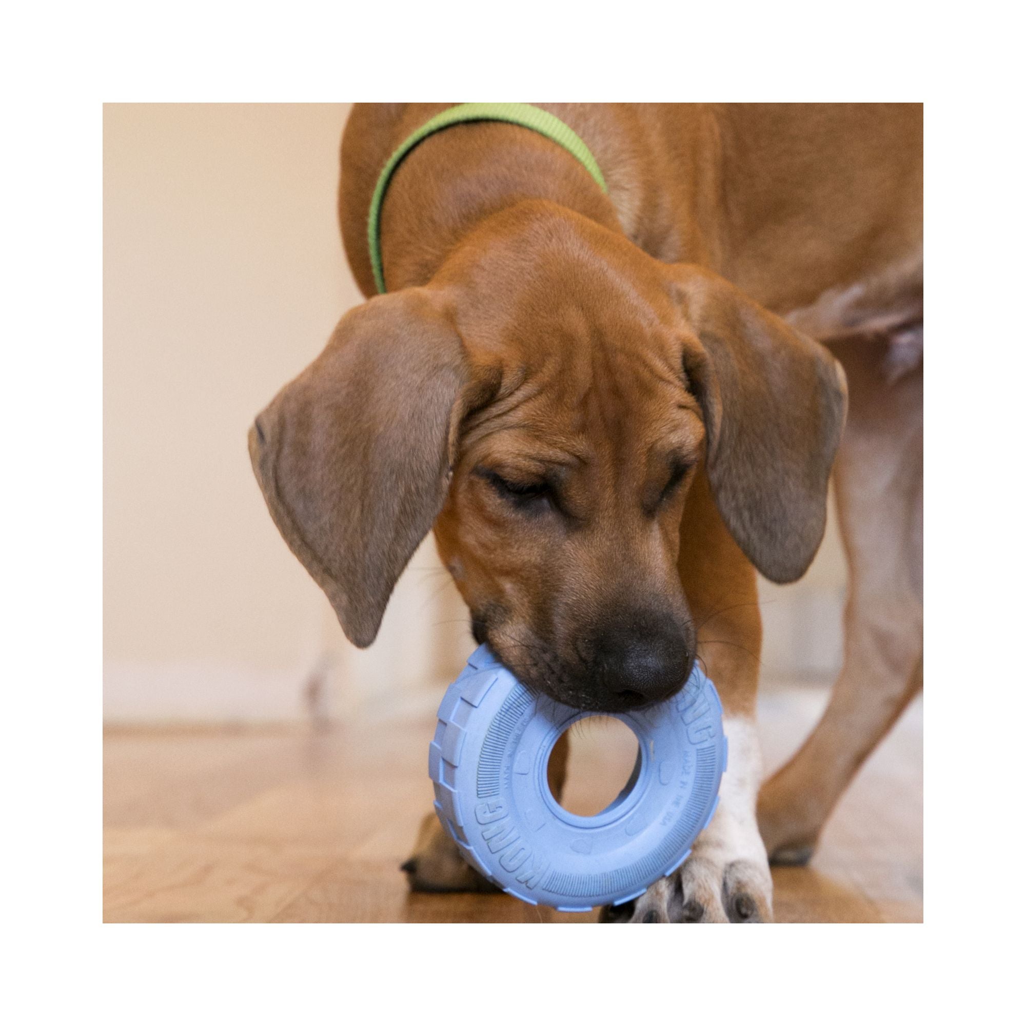 Puppy carrying a Blue KONG Puppy Tires dog toy in its mouth during indoor play.