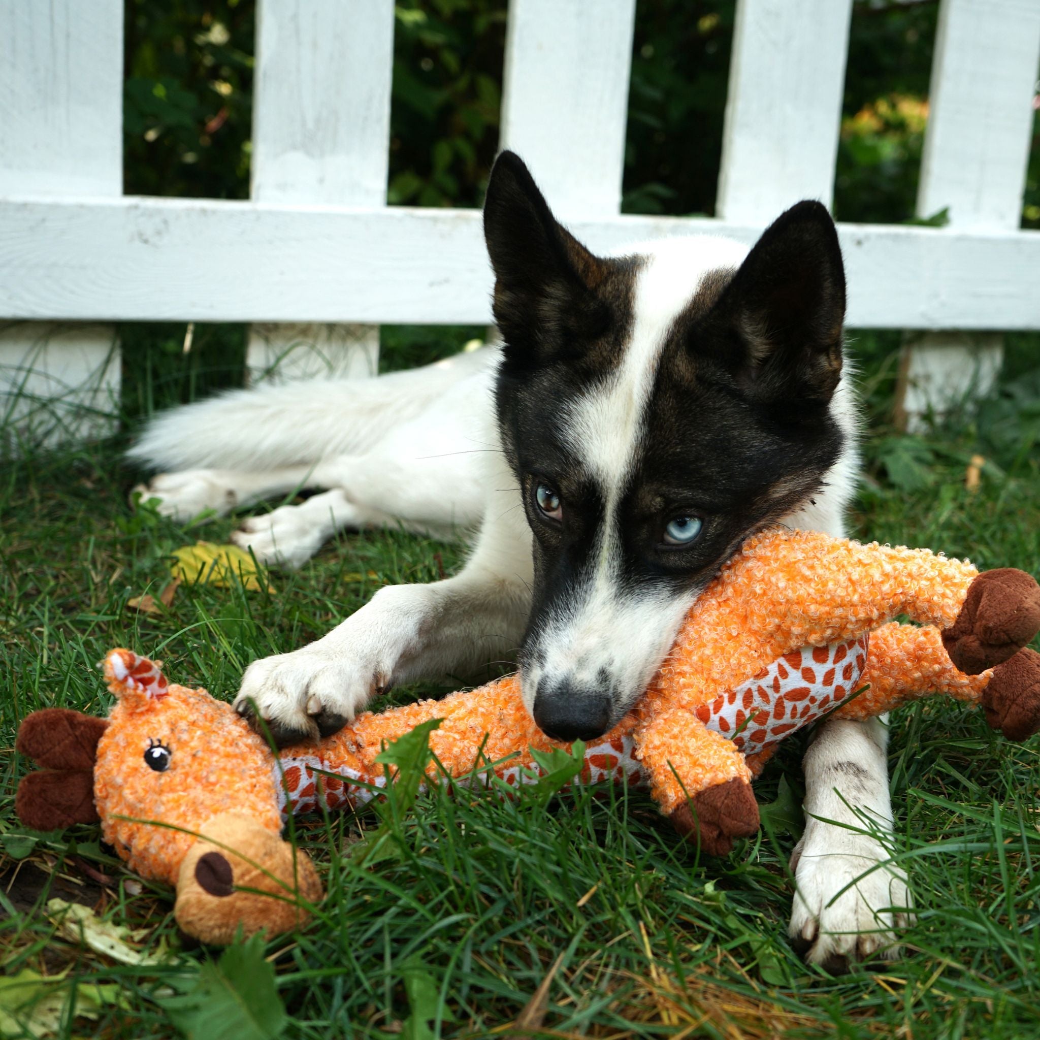 Happy dog playing with KONG Shakers Luvs Giraffe plush toy.