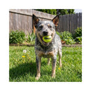 Dog standing on grass in a backyard carrying a KONG SqueakAir Medium ball.