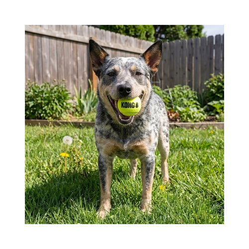 Dog standing on grass in a backyard carrying a KONG SqueakAir Medium ball.