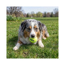 Dog lying on grass holding a KONG SqueakAir Medium ball in its mouth outdoors.