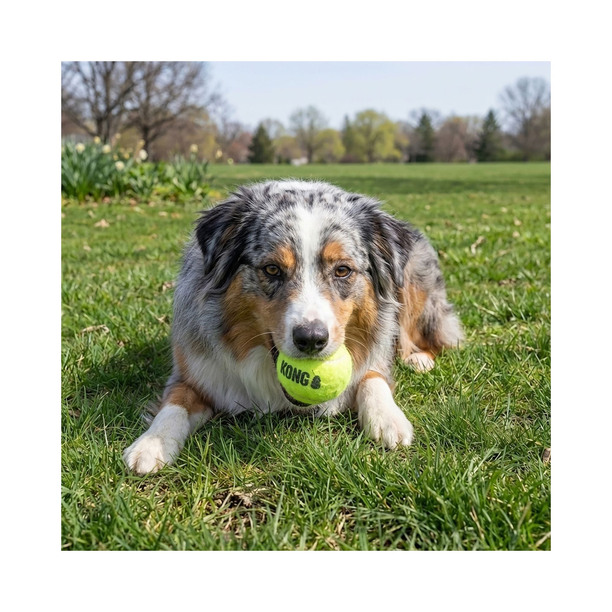 Dog lying on grass holding a KONG SqueakAir Medium ball in its mouth outdoors.