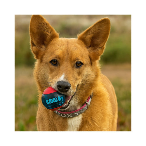 Dog holding a Kong Squeezz Action Ball fetch toy in its mouth with a blurred natural background