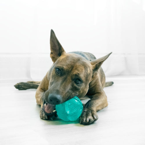 Dog chewing on a teal-coloured KONG Squeezz Dental Ball
