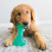 A playful dog chewing on a teal KONG Squeezz Dental Toy.