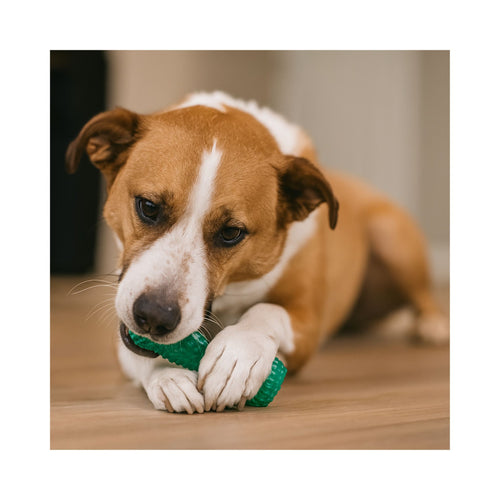 Dog chewing on a teal KONG Squeezz Dental Stick toy on a wooden floor