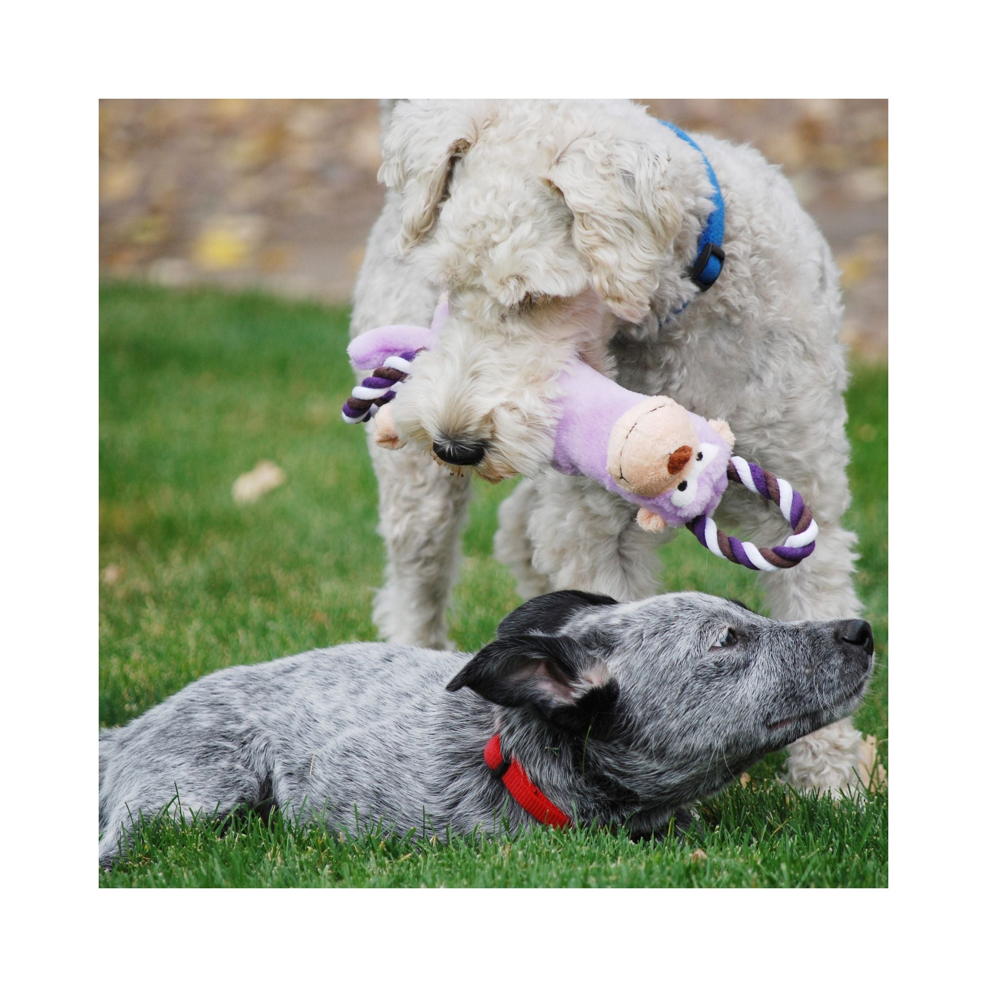 A fluffy white dog stands on grass holding a purple and white KONG Tugger Knots Monkey Dog Toy in its mouth, while a grey dog lies on the grass nearby wearing a red collar.