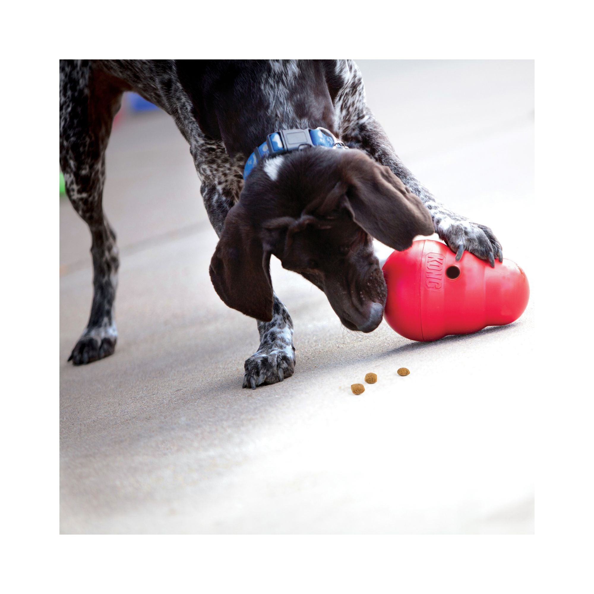A black and white spotted dog wearing a blue collar plays with a red KONG Wobbler Dog Treat Dispenser, with a few kibble pieces on the floor.