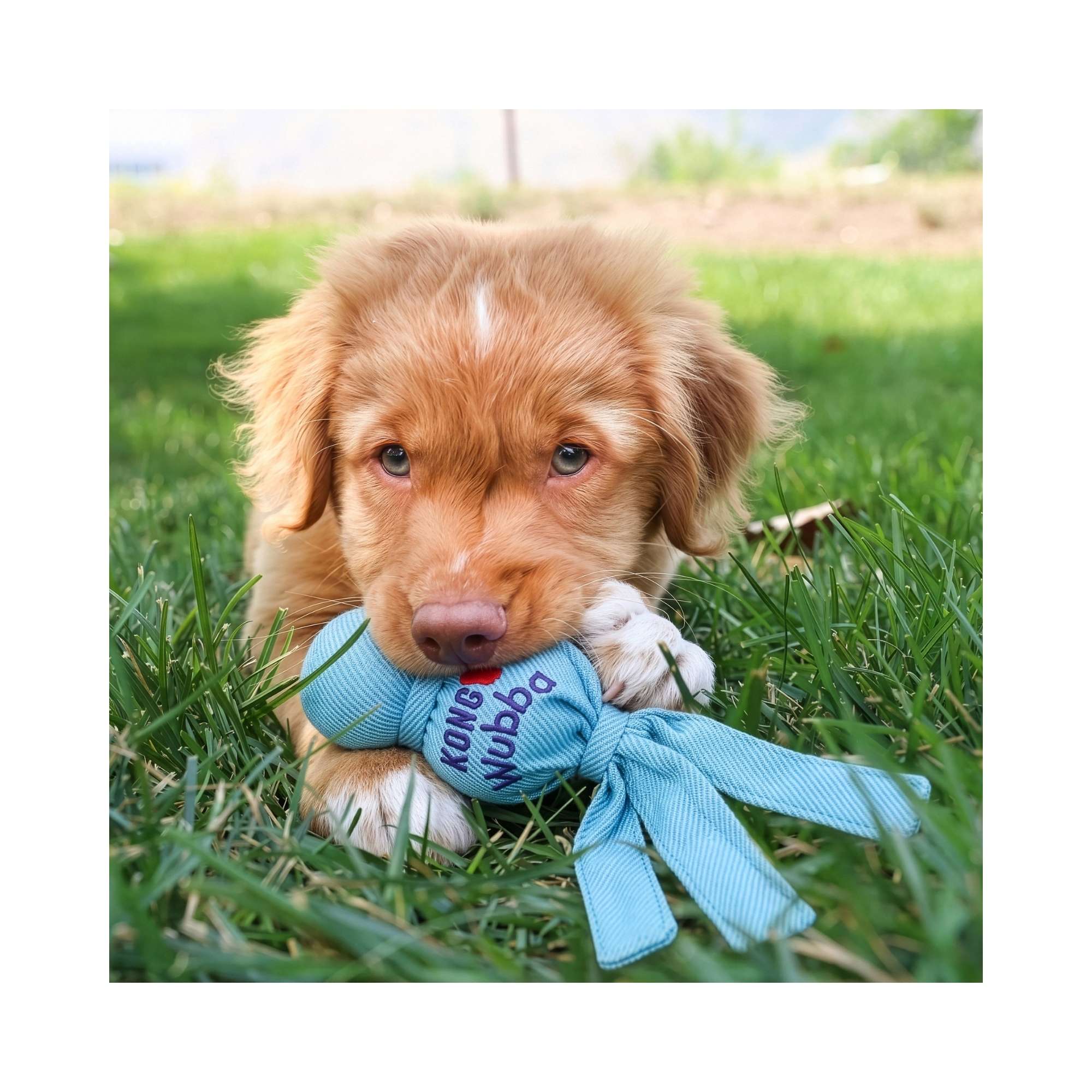 Puppy playing outdoors on grass while carrying a blue KONG Wubba Puppy dog toy.