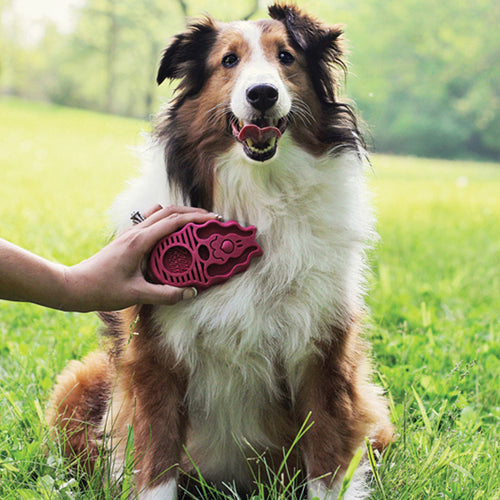 Pet owner brushing dog’s coat with a Raspberry KONG ZoomGroom dog brush.
