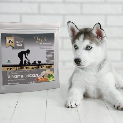 A puppy next to a bag of turkey & chicken food for puppies, packaging on a light wooden floor.