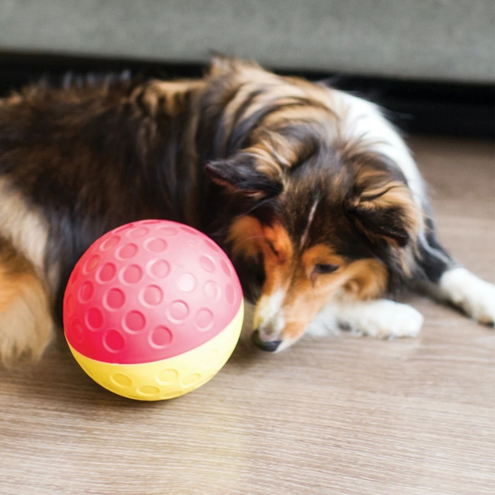 Close-up of a dog beside the red and yellow Nina Ottosson Treat Tumble (Large) on a wooden floor.