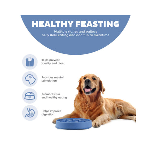 Dog with an Outward Hound blue slow-feeding dog bowl featuring text about healthy feasting.