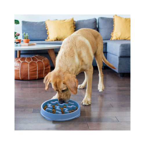 Dog eating from a blue Outward Hound Fun Feeder slow feed dog bowl in a living room.