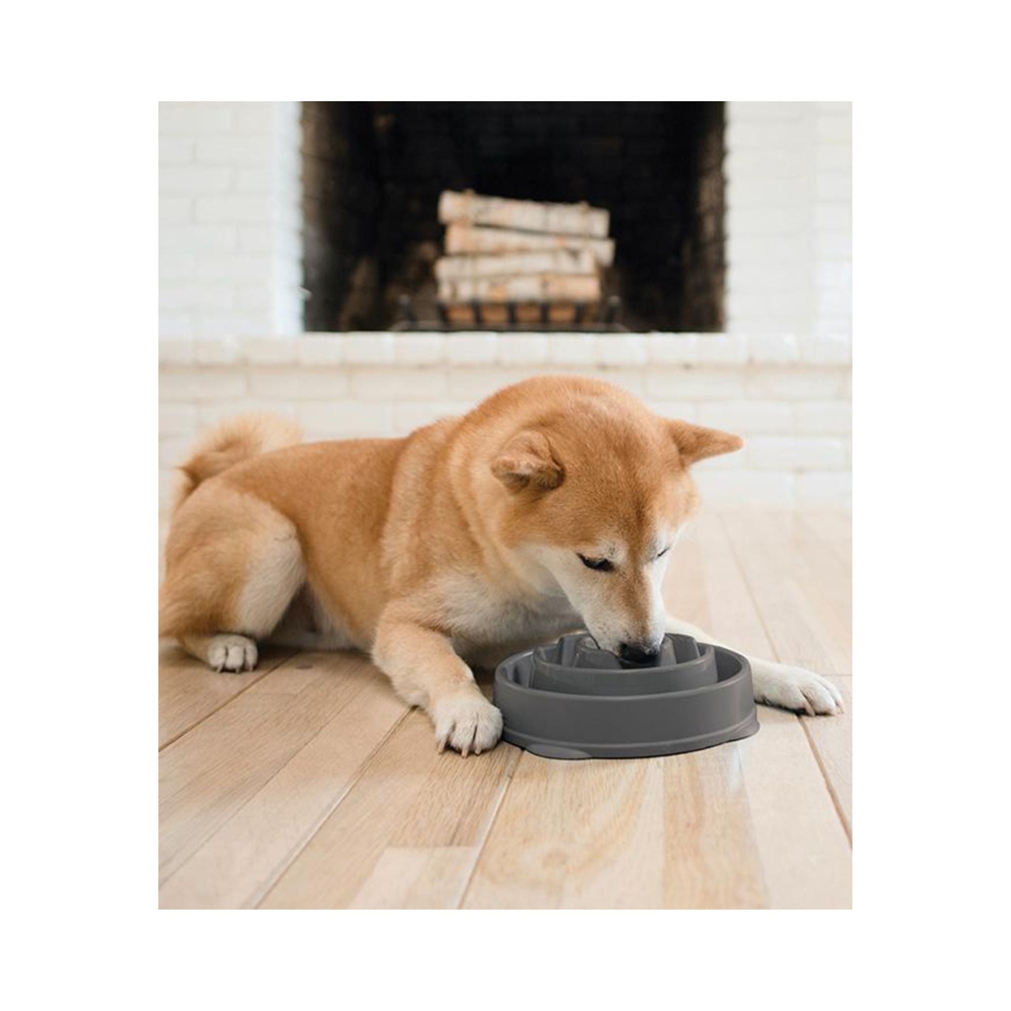 Dog eating from a grey Outward Hound Fun Feeder Slo Feed Dog Bowl.