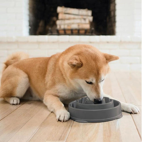 Dog eating from the Outward Hound Fun Feeder Slow Bowl in Grey at home