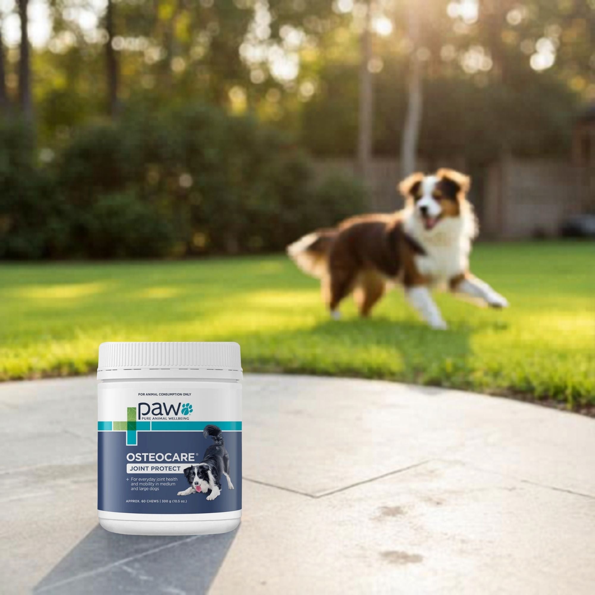 An active Border Collie stands on a lush green lawn, looking toward a tub of PAW Osteocare joint support chews sitting on a stone patio in the foreground.