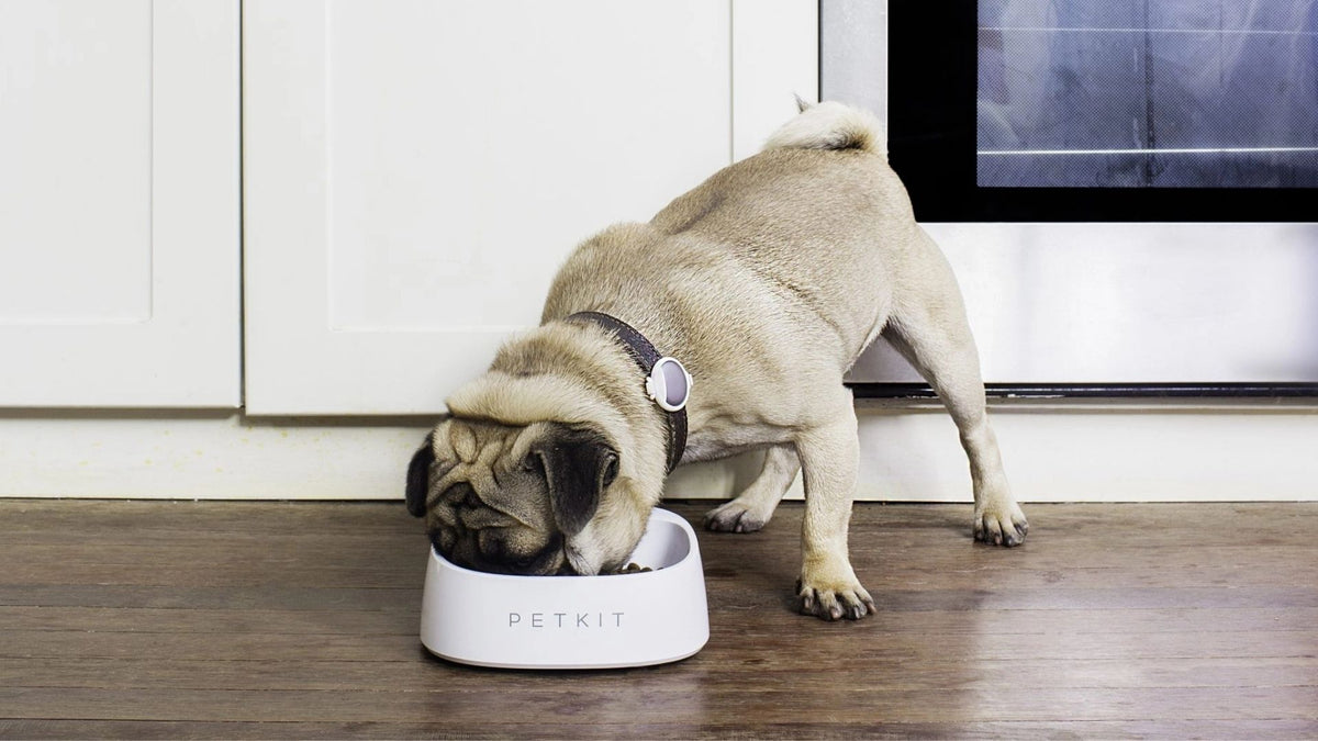A fawn pug wearing a black collar with a smart tag eats from a white PETKIT pet bowl on a dark wood floor in front of white cabinets.