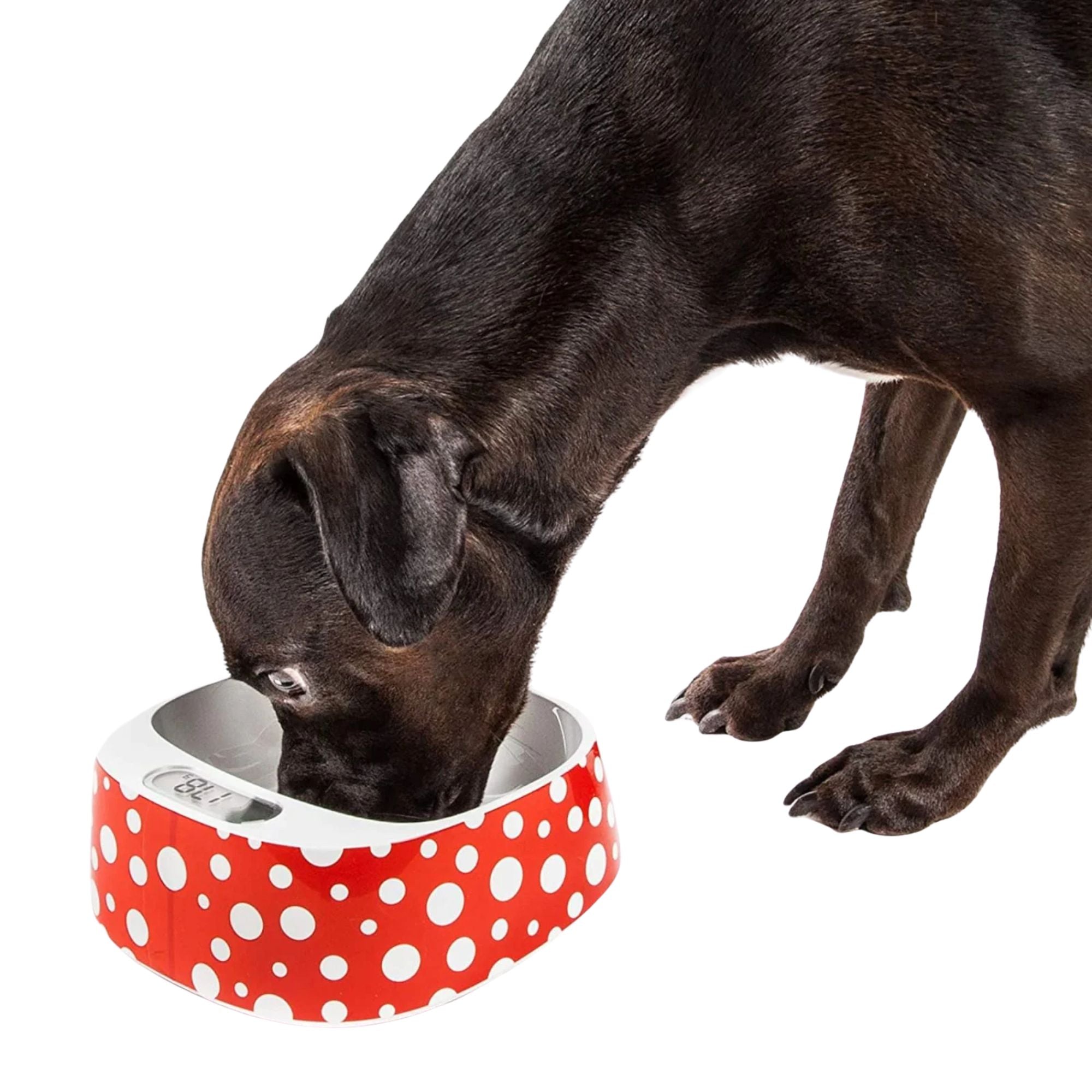 PetKit Fresh Smart Antibacterial Bowl – Polka Dot
