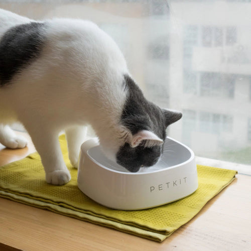 Cat drinking from the PetKit Fresh Smart Antibacterial Bowl White