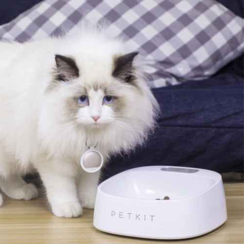 Cat standing beside the PetKit Fresh Smart Antibacterial Bowl White filled with food