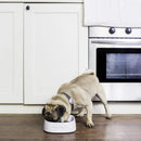 Small dog eating from the PetKit Fresh Smart Antibacterial Bowl White