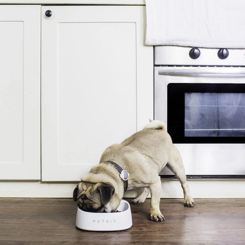 Small dog eating from the PetKit Fresh Smart Antibacterial Bowl White