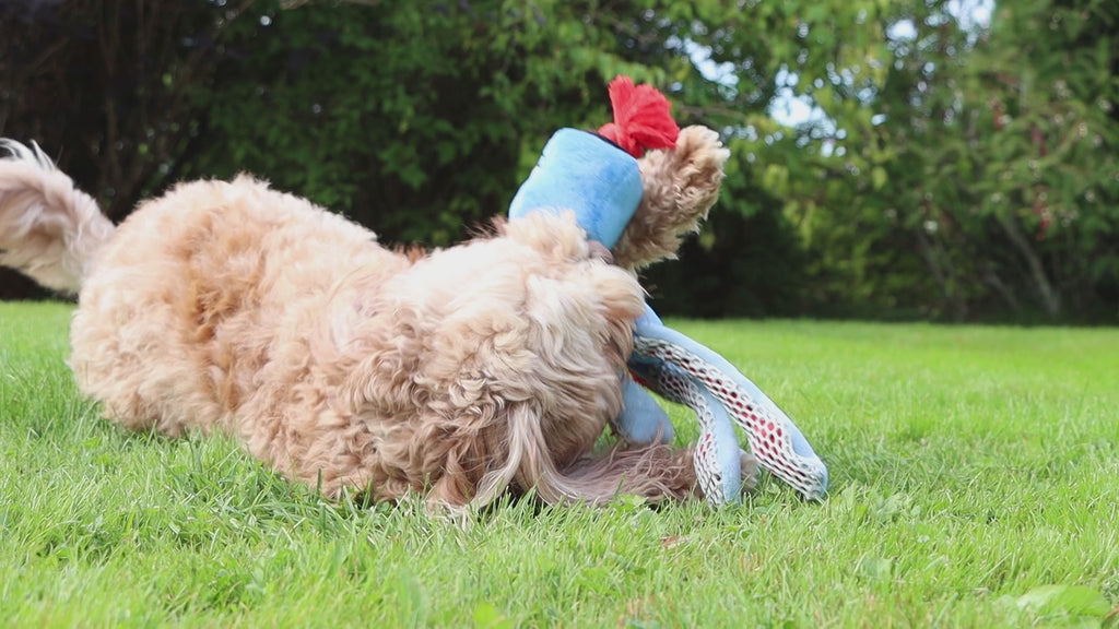 Video of a dog playing with a GiGwi Monster Rope toy.