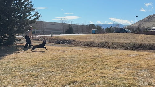 Video showing KONG Flyer, KONG Extreme Flyer, KONG Classic Flyer and KONG Puppy Flyer used by dogs and owners during interactive outdoor fetch games
