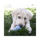 Puppy licking treats from a blue KONG Puppy dog toy outdoors