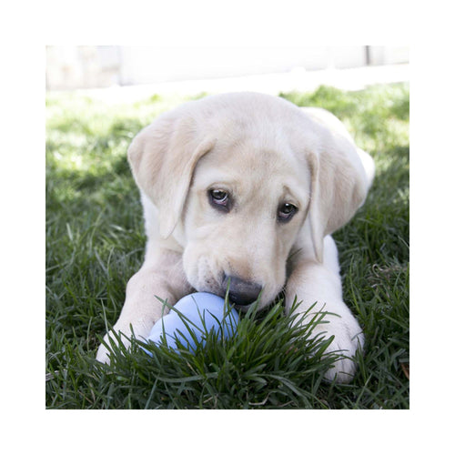 Puppy licking treats from a blue KONG Puppy dog toy outdoors