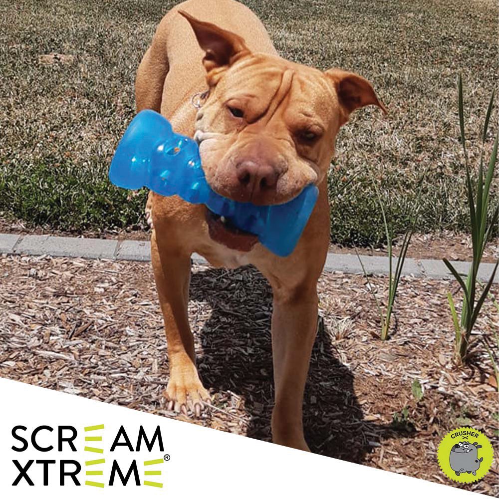 Crusher the dog with his durable Scream Xtreme Treat Bone
