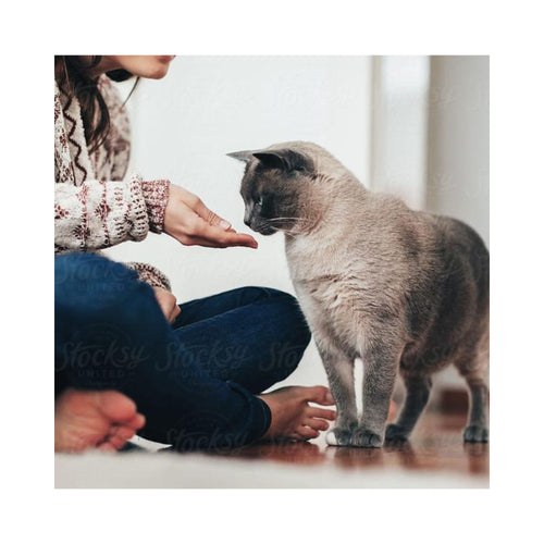A person in a patterned sweater and jeans offers some Trilogy dry food from their open palm to a Siamese cat indoors.