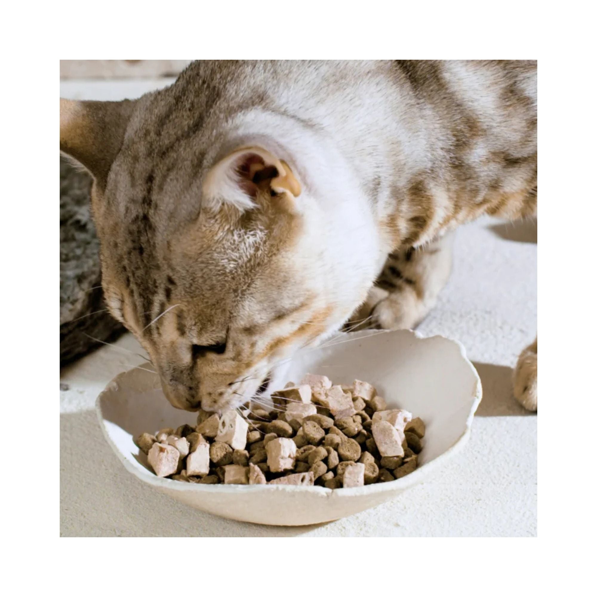 A tabby cat with striped fur eats from a white ceramic bowl filled with Trilogy Australian kibble and New Zealand freeze-dried lamb