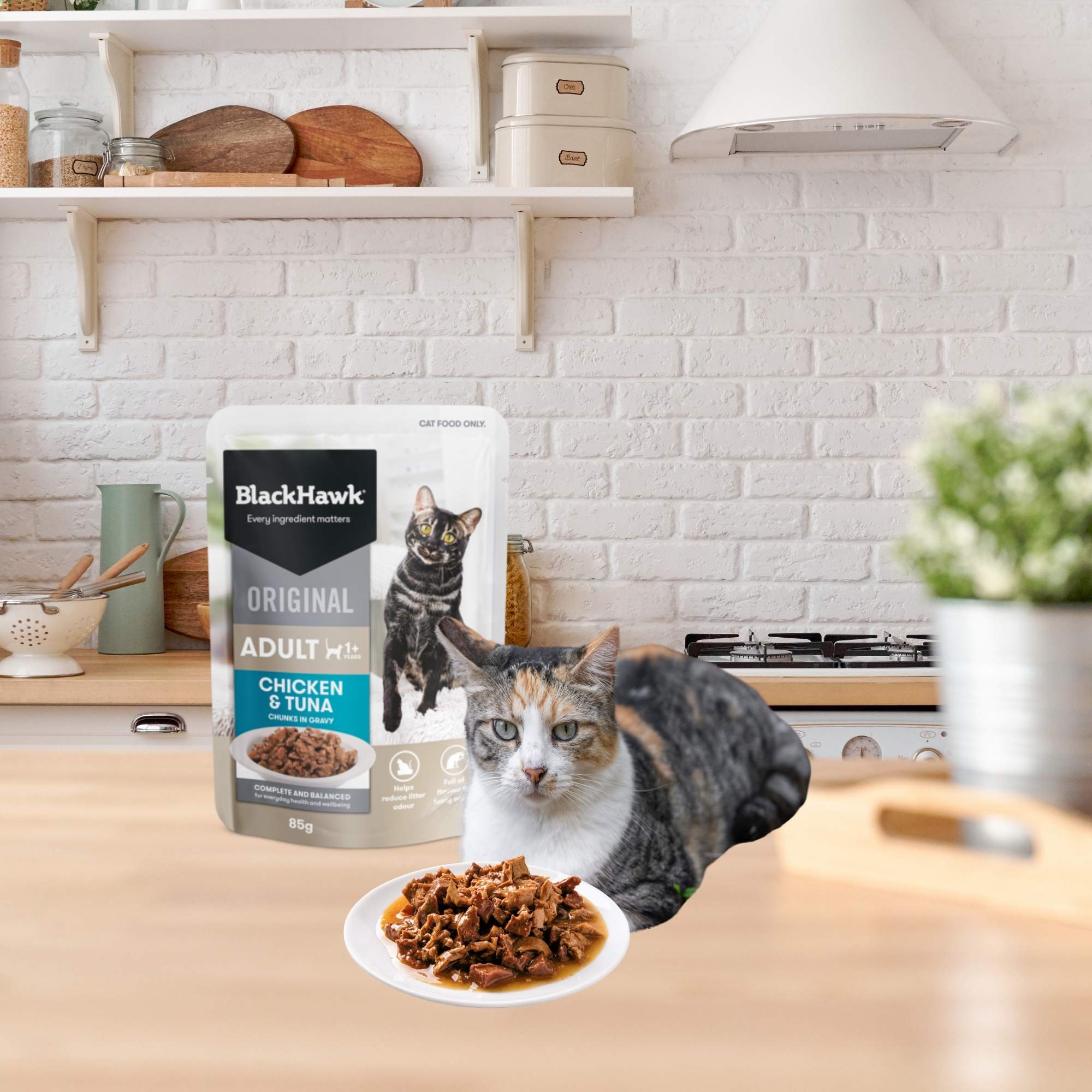 Bowl of Wet Cat Food placed in front of a grey and white feline, with Black Hawk packaging in the background.